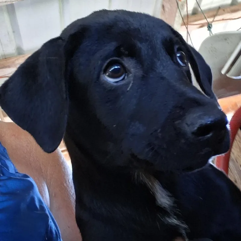 Josie