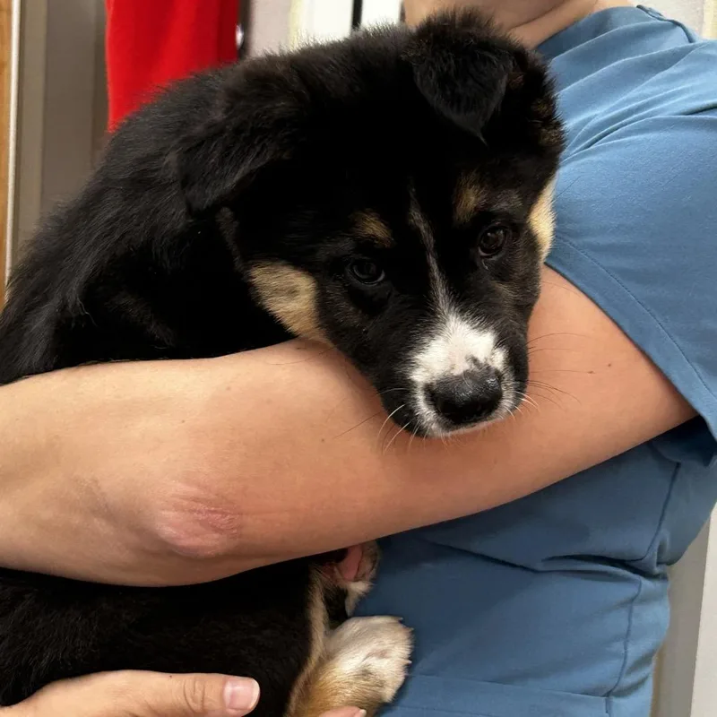 A baby small-sized male Husky dog named Lovebug for adoption in Westminster, CA