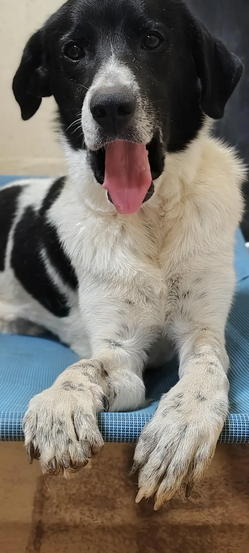 Jodi