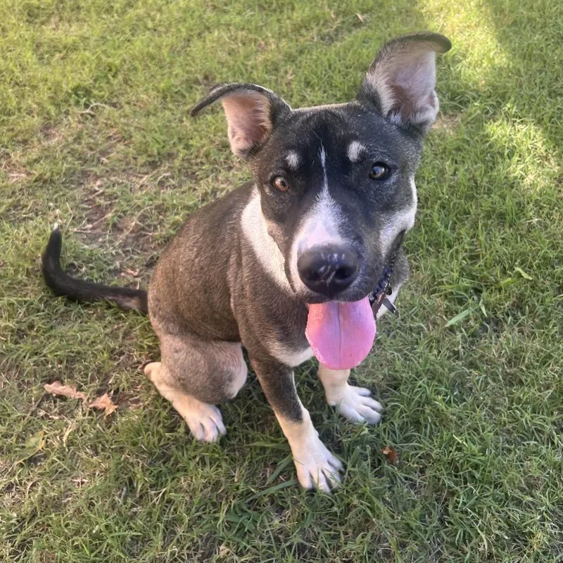 Ranger Fka Balto thumbnail 4