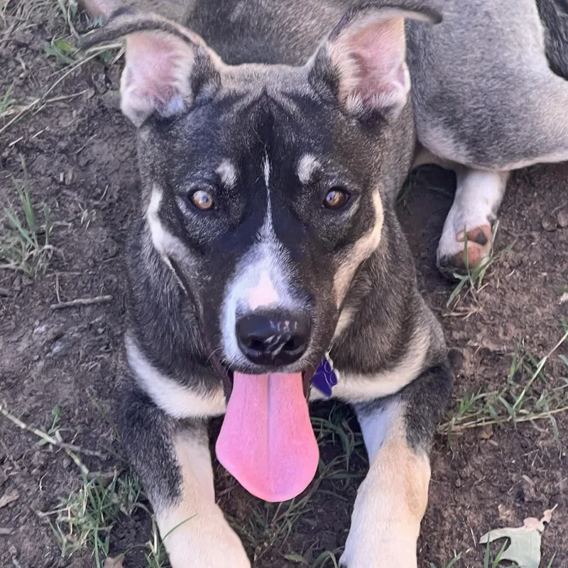 Ranger Fka Balto thumbnail 5