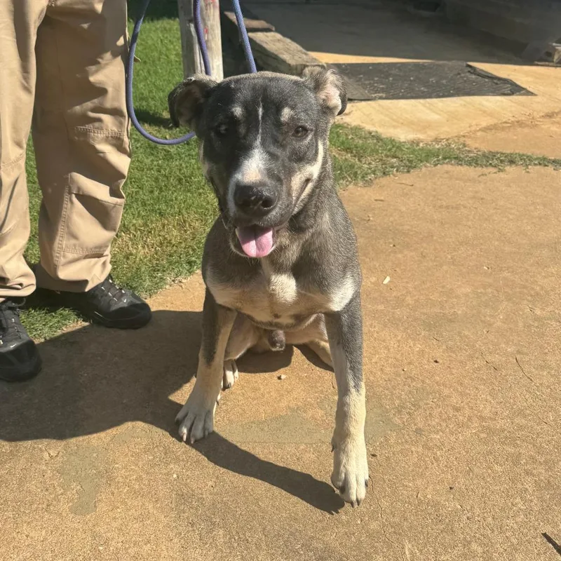 Ranger Fka Balto thumbnail 6