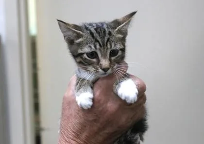 A baby small-sized male Domestic Short Hair cat named Twinkles for adoption in Brunswick, GA