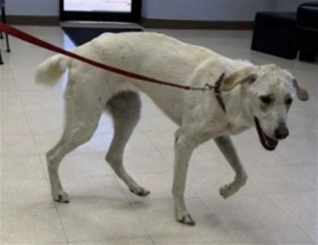 An adult extra large-sized female Great Pyrenees dog named Nellie for adoption in Killeen, TX
