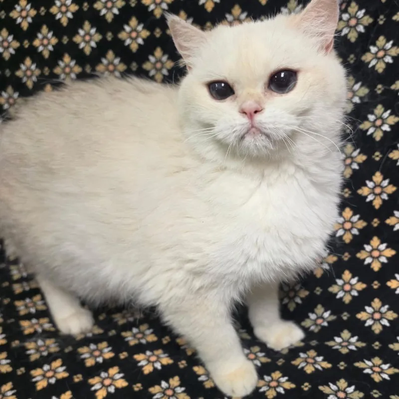 An adult medium-sized female Buff & White Persian cat named Queen Victoria for adoption in Graham, WA