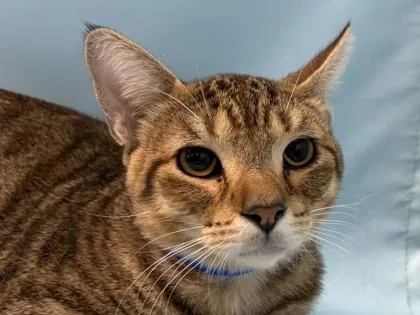 An adult small-sized male Domestic Short Hair cat named Ben for adoption in Golden Valley, MN