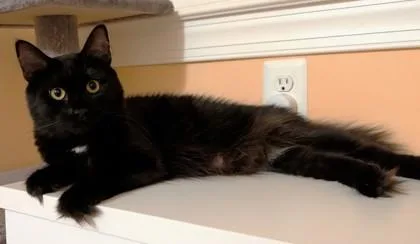 An adult medium-sized female Domestic Long Hair cat named Signet for adoption in Quakertown, PA
