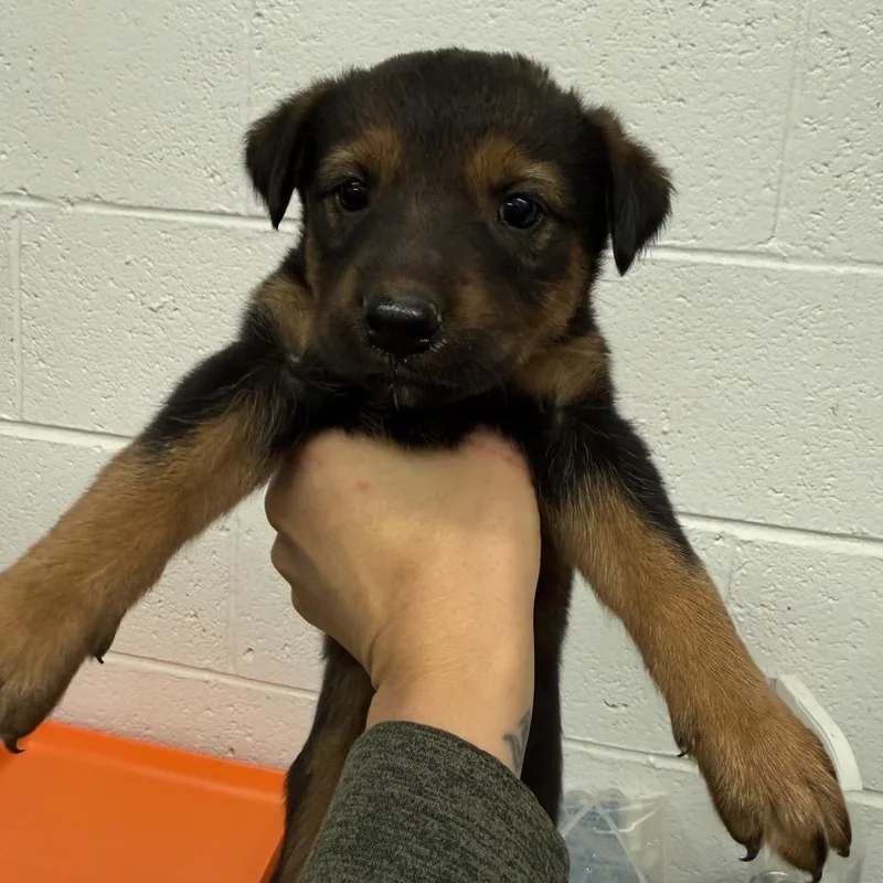 A baby small-sized female Sable Dutch Shepherd dog named Aurora for adoption in Evensville, TN