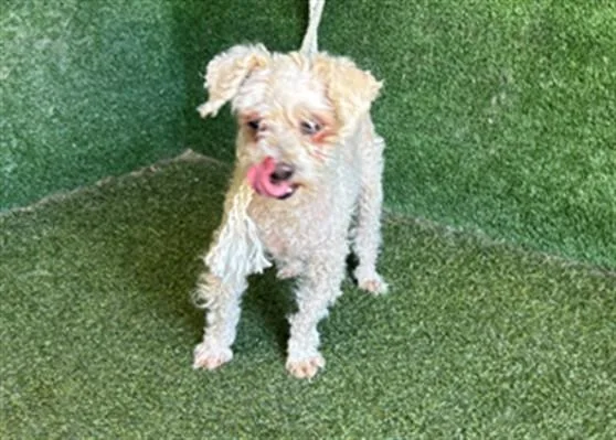 An adult small-sized female Poodle dog named A for adoption in Lancaster, CA