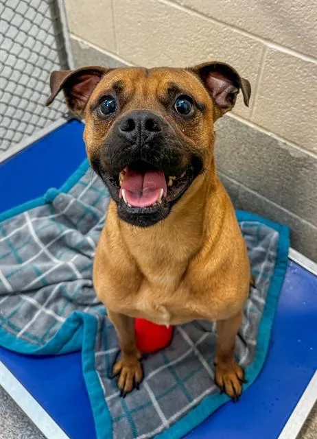 An adult medium-sized male Mixed Breed dog named Pugsley for adoption in Statesville, NC