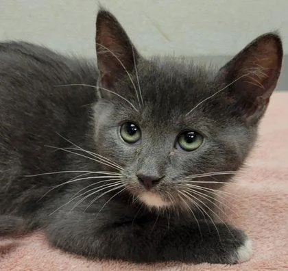 A baby small-sized female Domestic Short Hair cat named Gracie for adoption in Eugene, OR
