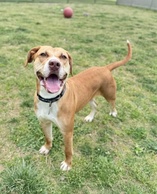 A young large-sized female Labrador Retriever dog named Sativa for adoption in Haw River, NC