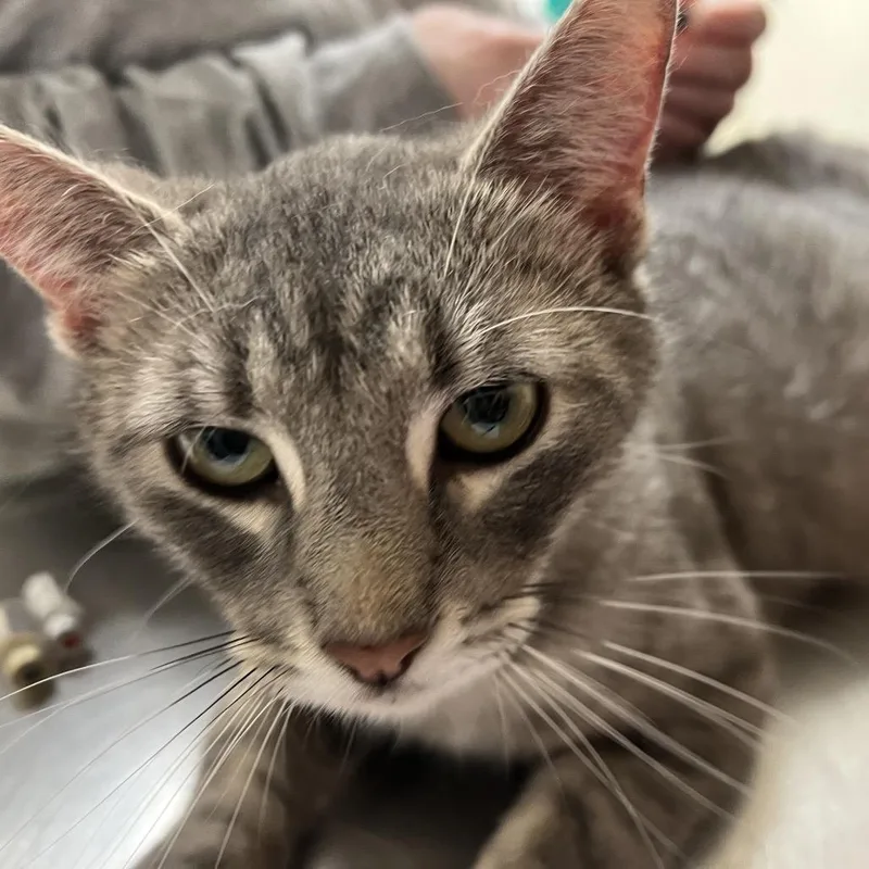 An adult medium-sized female Gray / Blue / Silver Domestic Short Hair cat named Isabelle for adoption in Pekin, IL