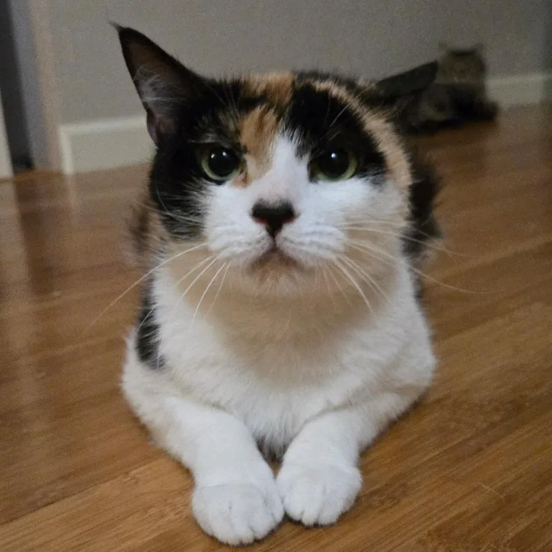 An adult medium-sized female Domestic Short Hair cat named Callie for adoption in Houston, TX