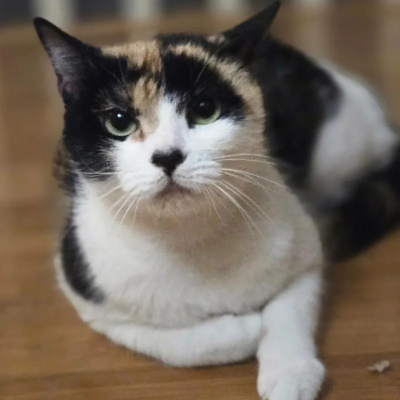 Callie thumbnail 2