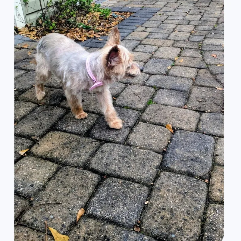 Jingle Berry thumbnail 3