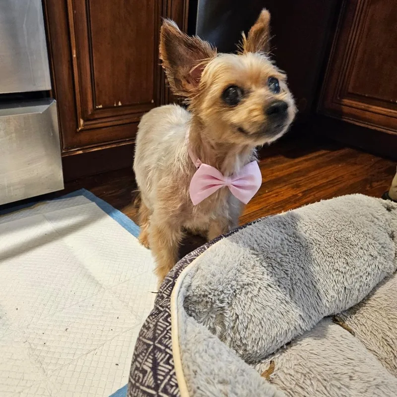 Jingle Berry thumbnail 4