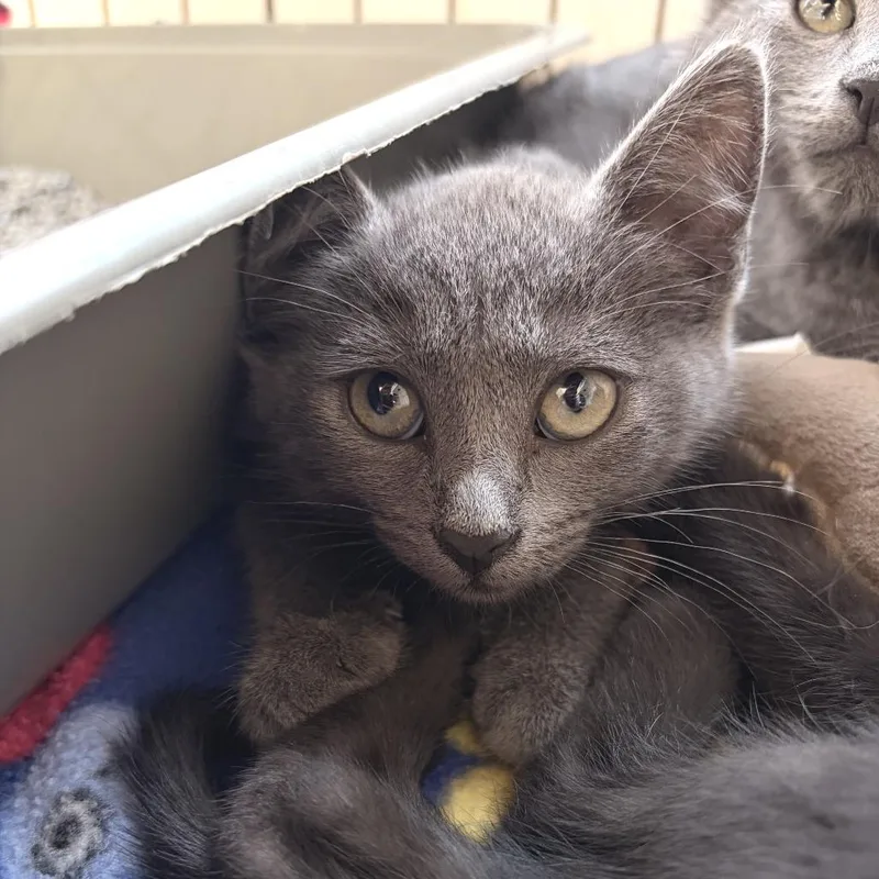 A baby small-sized female Gray / Blue / Silver Domestic Short Hair cat named Mongo for adoption in Deerfield, IL