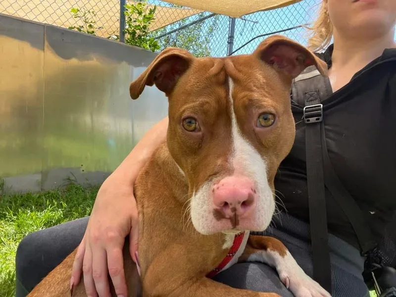 An adult medium-sized female Red / Chestnut / Orange Pit Bull Terrier dog named Orange Blossom for adoption in Chicago, IL