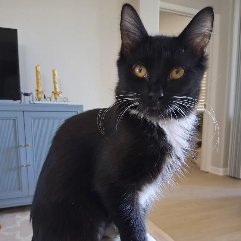 A baby small-sized female Black & White / Tuxedo Domestic Medium Hair cat named Ryder for adoption in Antioch, CA