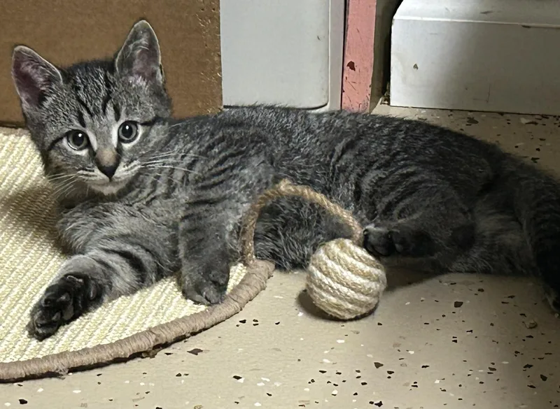 A baby large-sized male Domestic Short Hair cat named Mario for adoption in Middletown, CT