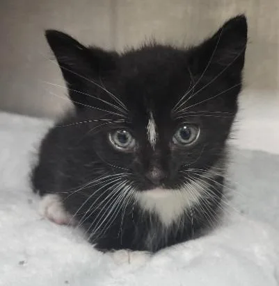 A baby medium-sized male Domestic Short Hair cat named Max for adoption in Greeneville, TN