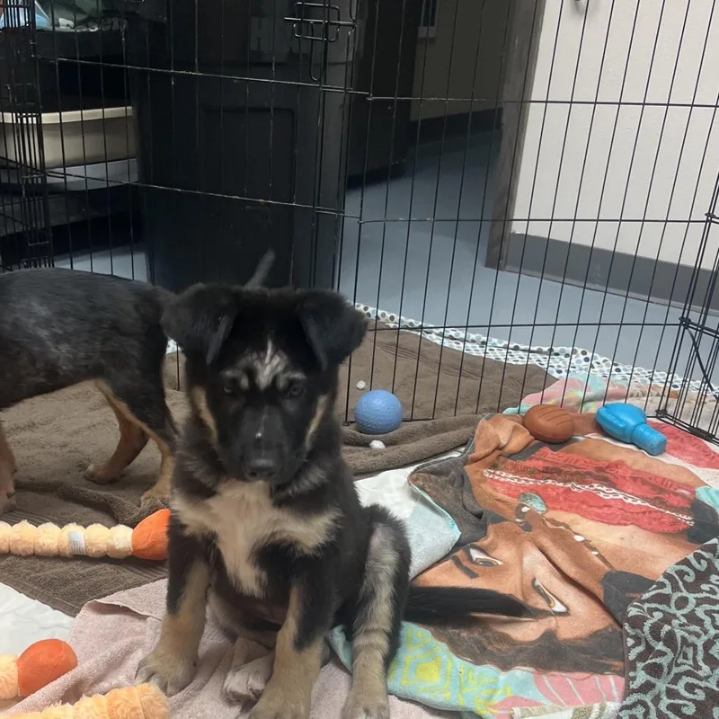 A young large-sized male Black Mixed Breed dog named Mop aka Milo for adoption in Bismarck, ND
