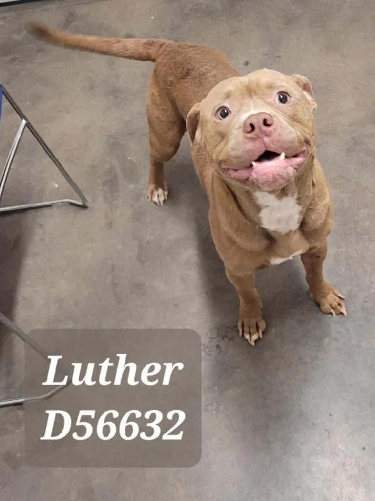Luther