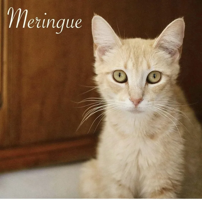 An adult medium-sized female Tabby (Orange / Red) Domestic Short Hair cat named Meringue for adoption in Santa Rosa, CA