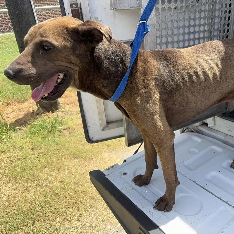 An adult medium-sized male Brown / Chocolate Shar-Pei dog named Darrel for adoption in Edinburg, TX