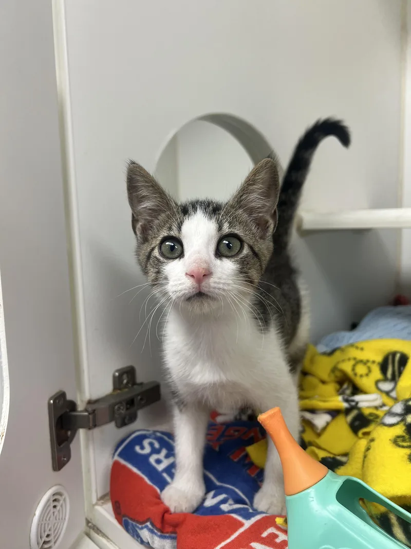 A young medium-sized female Domestic Short Hair cat named Yippy for adoption in Reisterstown, MD