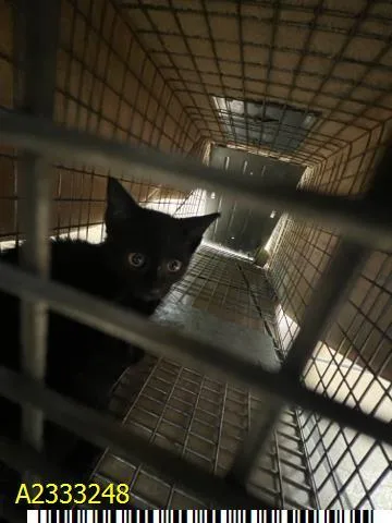 A baby small-sized female Domestic Short Hair cat named Ophelia for adoption in West Palm Beach, FL