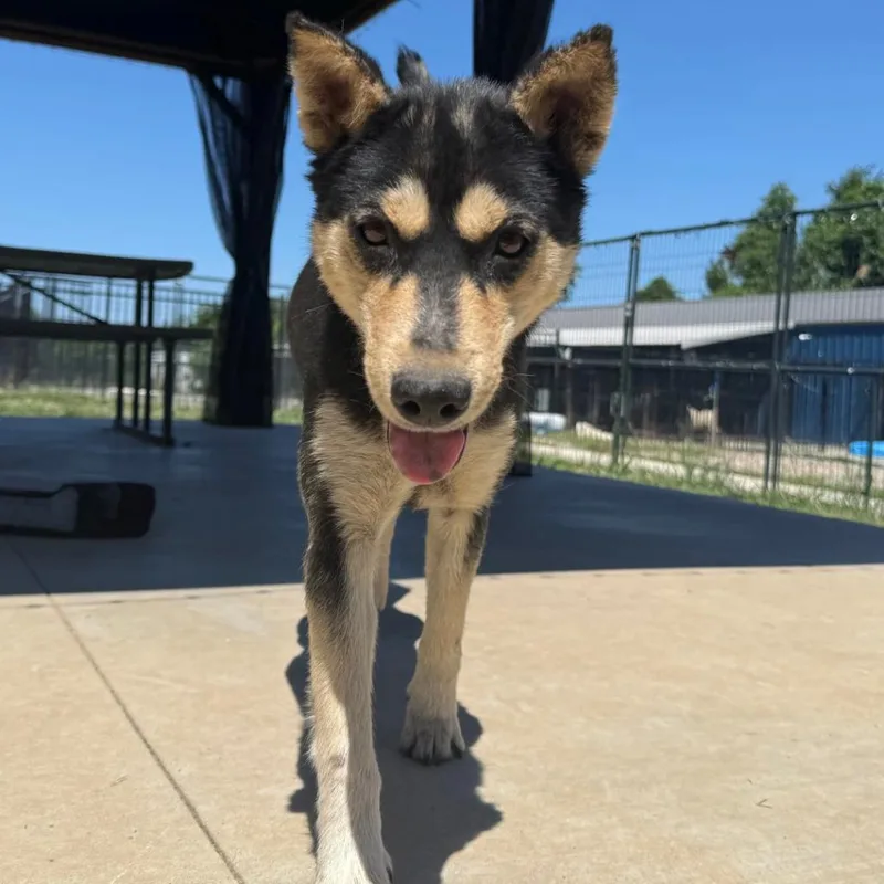 Shyla