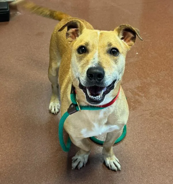 An adult medium-sized male Jack Russell Terrier dog named Boey for adoption in Dublin, CA
