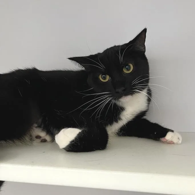 Venetian thumbnail 2