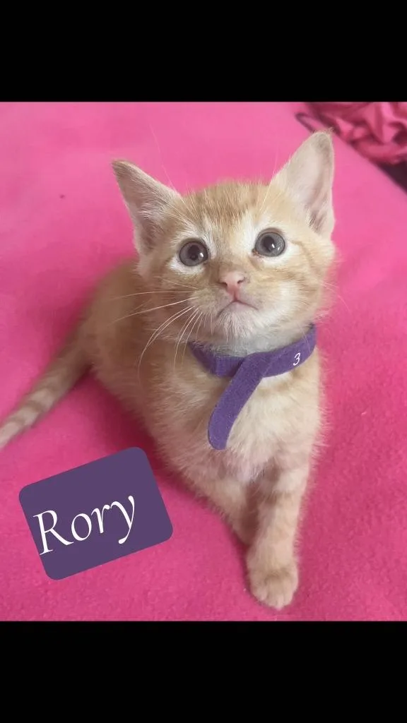 A baby medium-sized male Domestic Short Hair cat named Rory for adoption in Hoover , AL