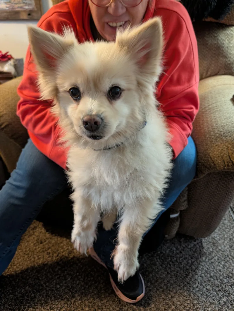 A senior small-sized male Pomeranian dog named Bandit and Chief for adoption in Butte, MT