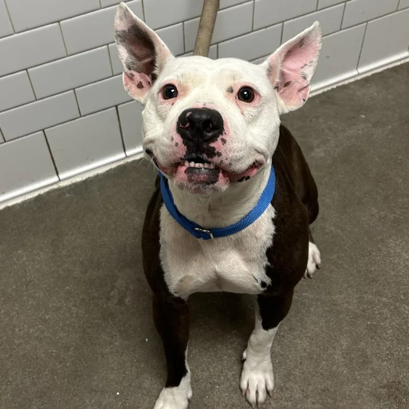 An adult medium-sized female Brown / Chocolate Mixed Breed dog named Shirmp for adoption in Pittsburgh, PA