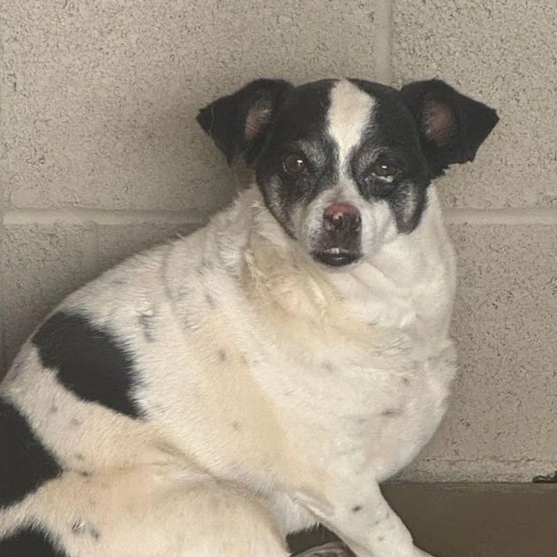 A senior medium-sized male White / Cream Chihuahua dog named Pup for adoption in Kingman, AZ