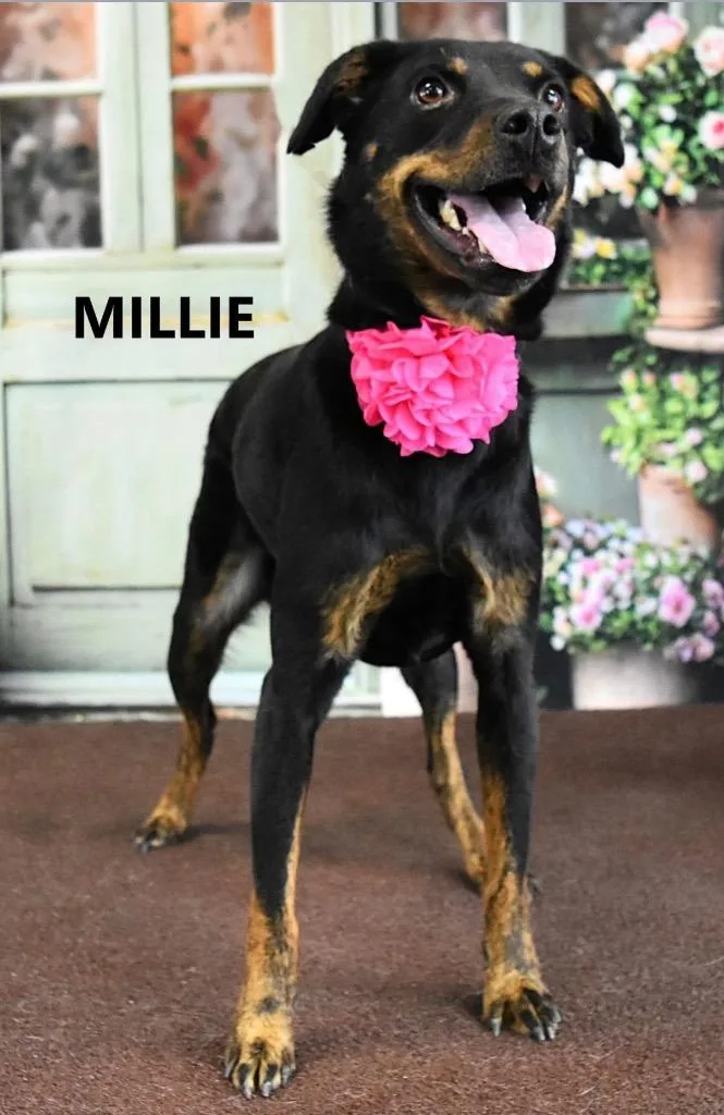 Millie