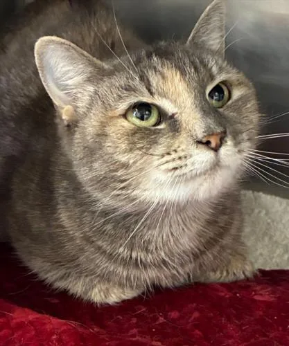An adult medium-sized female Domestic Short Hair cat named Hurley for adoption in Hagerstown, MD