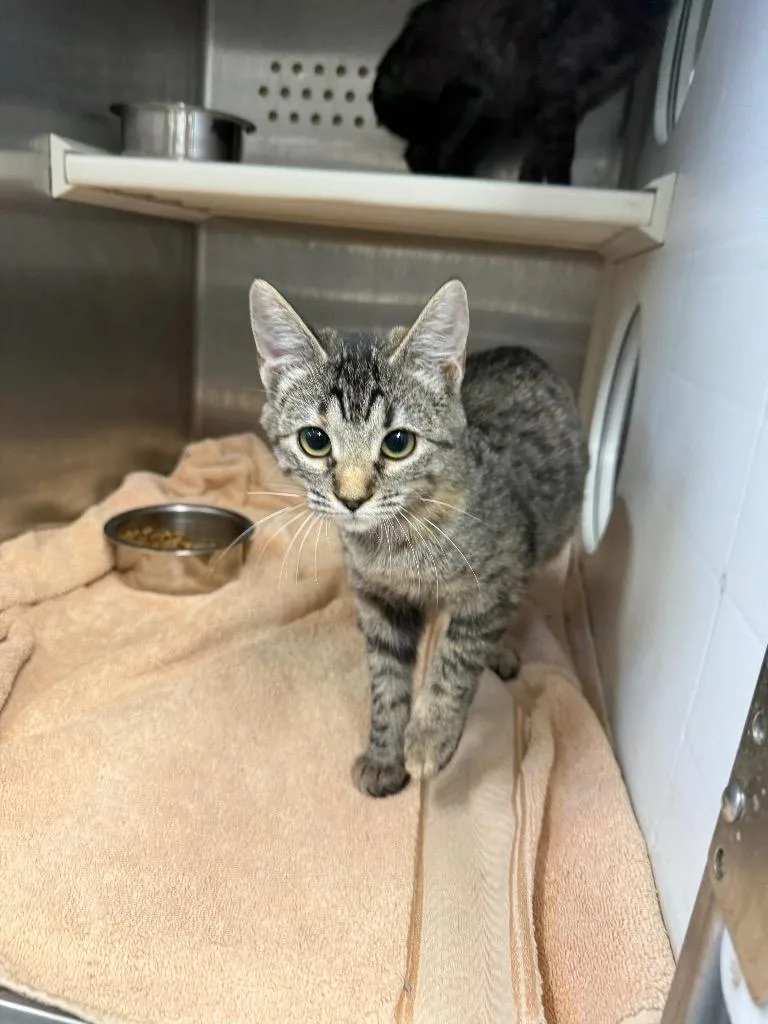 A baby large-sized female Domestic Short Hair cat named Tara for adoption in Sapulpa, OK