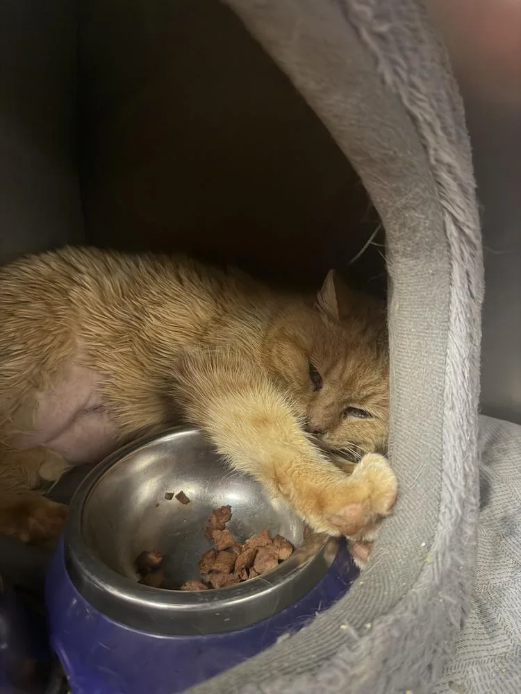 A senior medium-sized female Tabby (Orange / Red) Domestic Medium Hair cat named Butterball for adoption in Salmon, ID