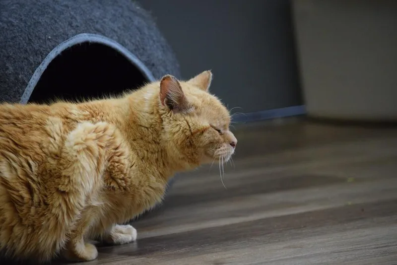 Butterball thumbnail 3