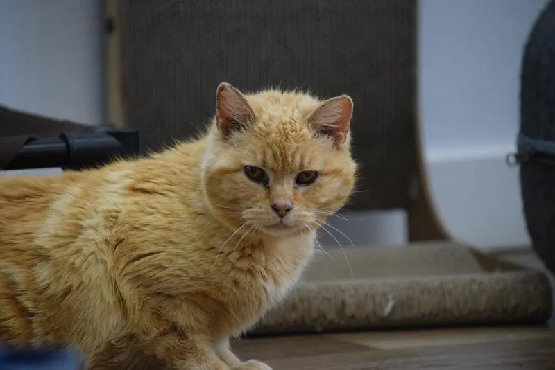 Butterball thumbnail 5