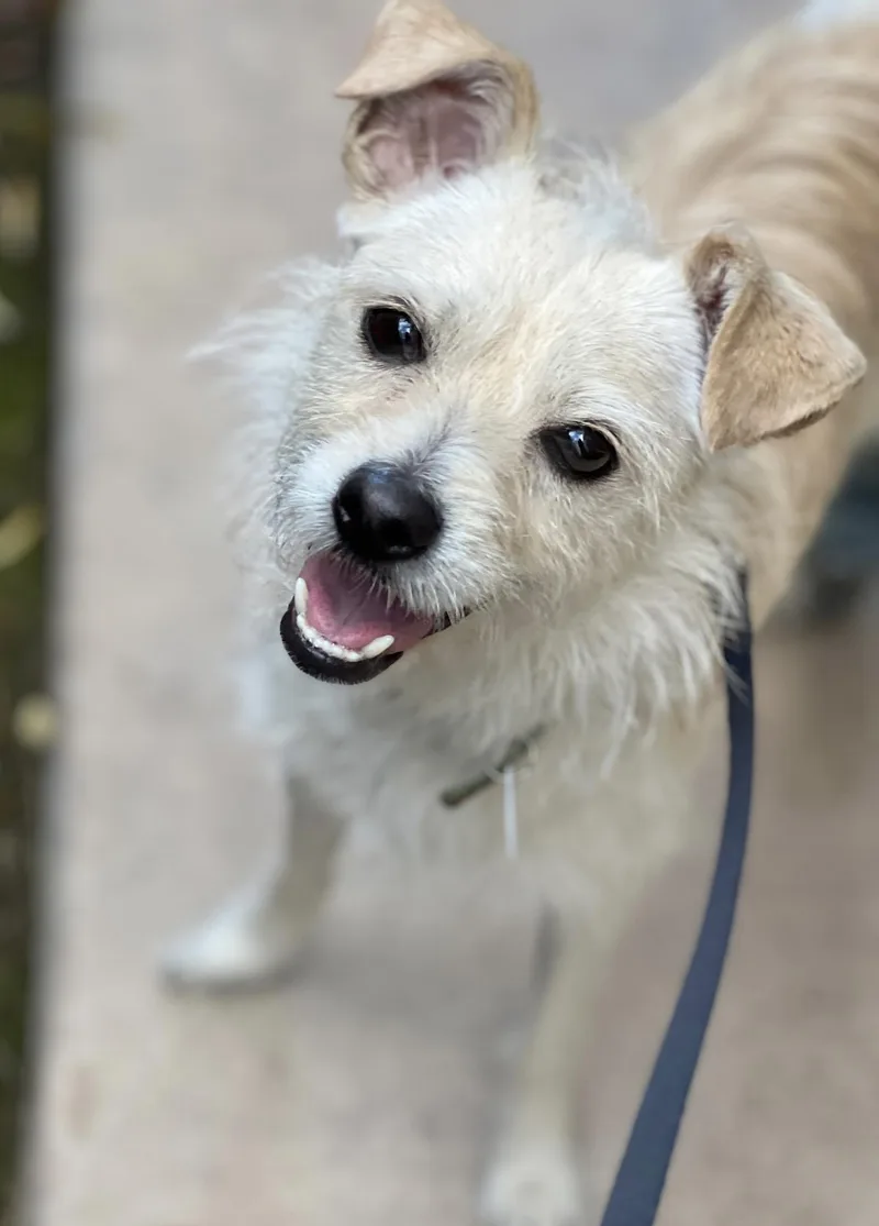 A young small-sized male Apricot / Beige Cairn Terrier dog named Shelby for adoption in Corona Del Mar, CA