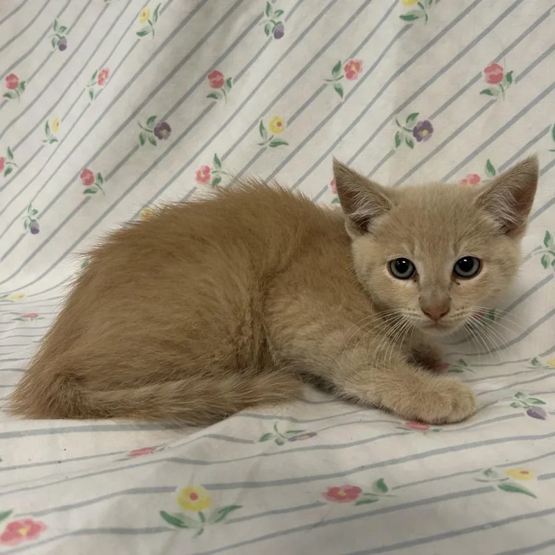 A baby small-sized male Domestic Long Hair cat named Sparkplug for adoption in Coos Bay, OR