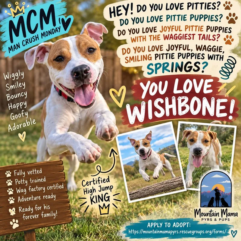 A young medium-sized male Pit Bull Terrier dog named Wishbone for adoption in Midway, UT