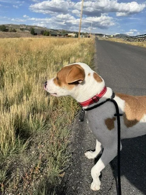 Wishbone thumbnail 3