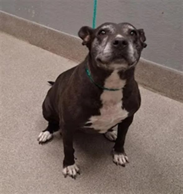 An adult large-sized female Pit Bull Terrier dog named Gorda for adoption in Las Vegas, NV